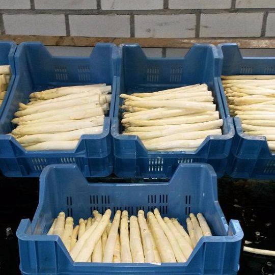 foto-kistjes-asperges_1.jpg